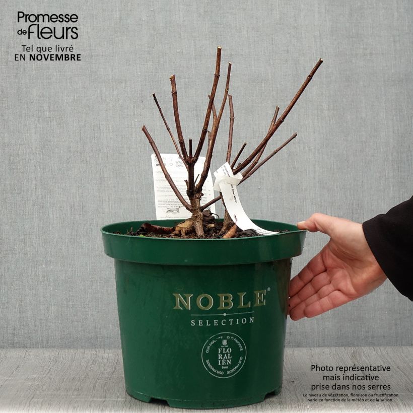 Exemplaar van Hydrangea paniculata Silver Dollar - Pluimhortensia Pot van 7,5 l/10 l zoals geleverd in de herfst