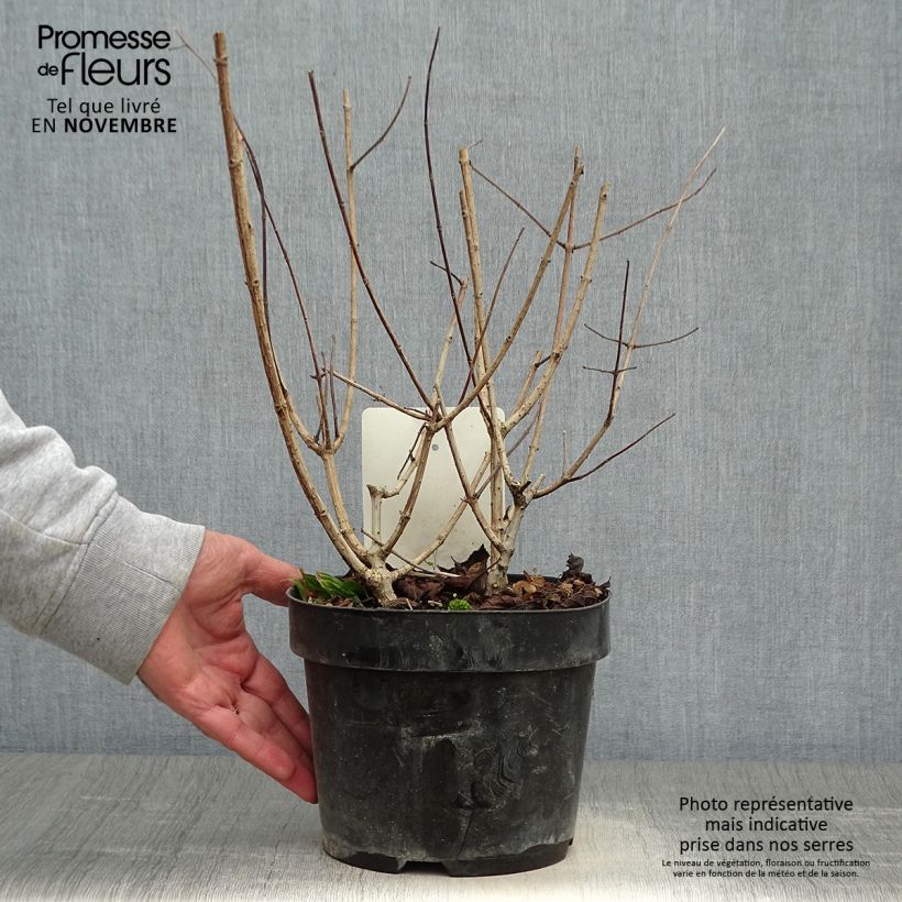 Exemplaar van Hydrangea paniculata Sundae Fraise - Pluimhortensia Pot van 2 l/3 l zoals geleverd in de herfst