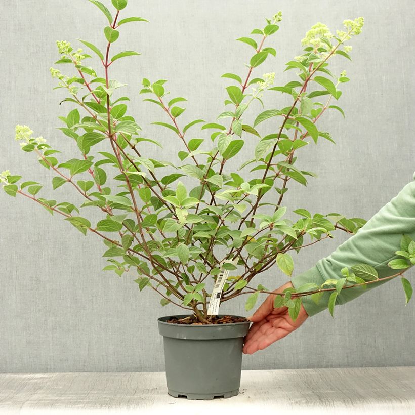 Exemplaar van Hydrangea paniculata Sundae Fraise - Pluimhortensia Pot van 2 l/3 l zoals geleverd in de zomer