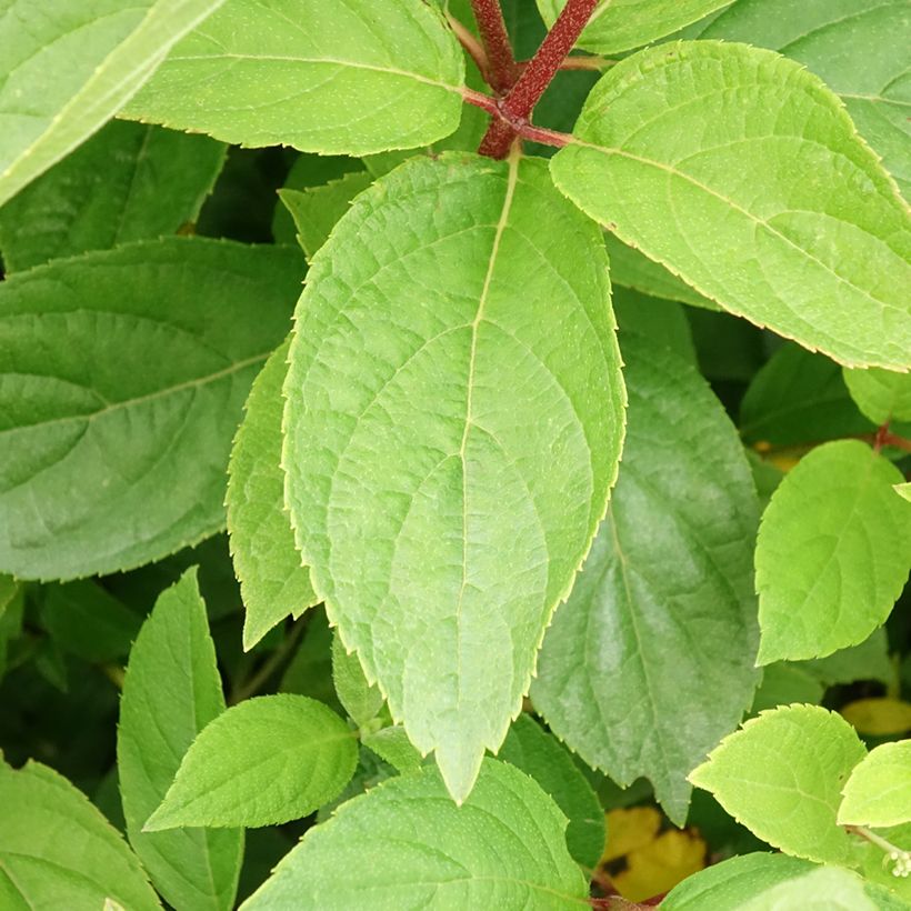 Hydrangea paniculata Unique - Pluimhortensia (Blad)