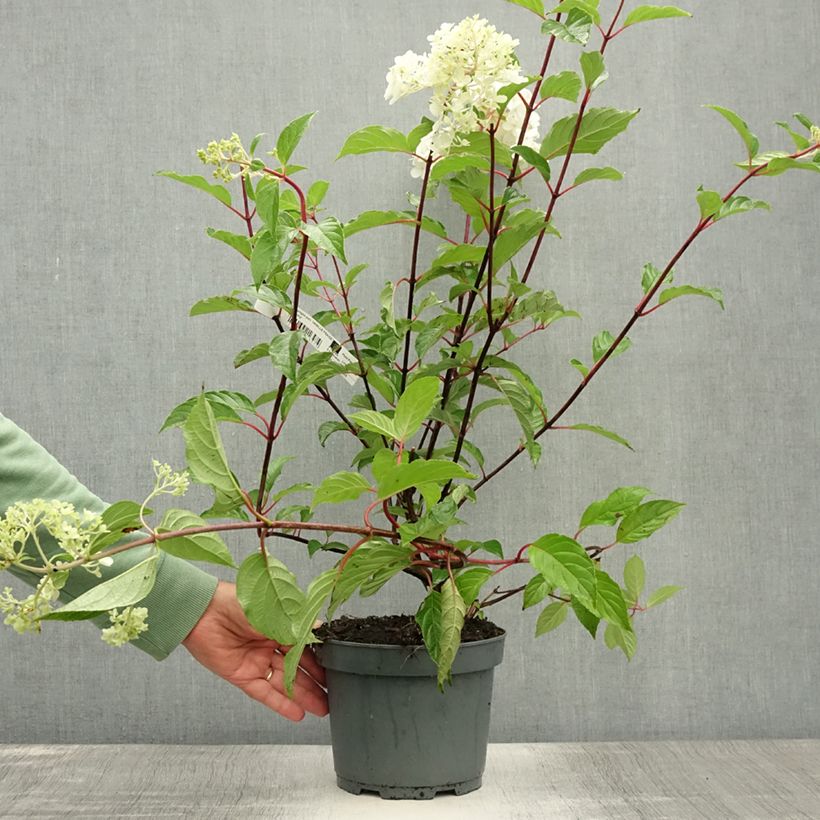 Exemplaar van Hydrangea paniculata Vanille Fraise - pluimhortensia Pot van 2 l/3 l zoals geleverd in de zomer