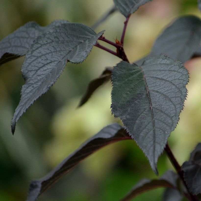 Hydrangea paniculata White Diamonds - Pluimhortensia (Blad)