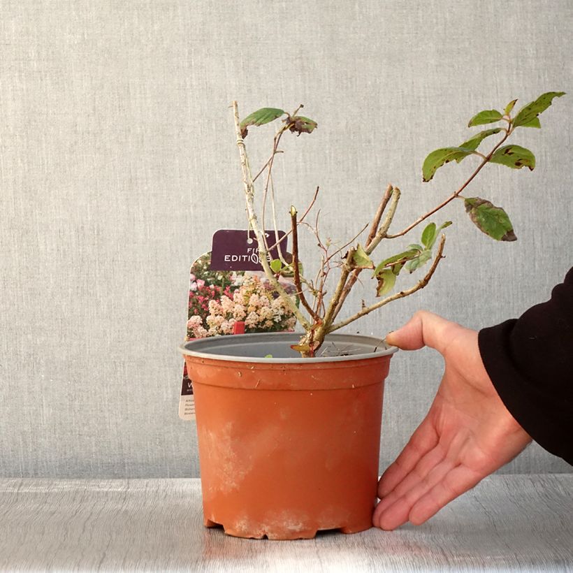 Exemplaar van Hydrangea paniculata White Diamonds - Pluimhortensia Pot van 3 l/4 l zoals geleverd in de herfst