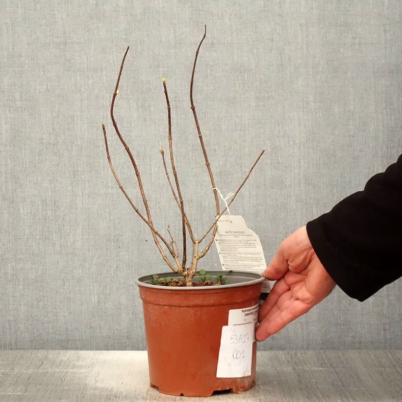 Exemplaar van Hydrangea paniculata White Diamonds - Pluimhortensia Pot van 3 l/4 l zoals geleverd in de lente