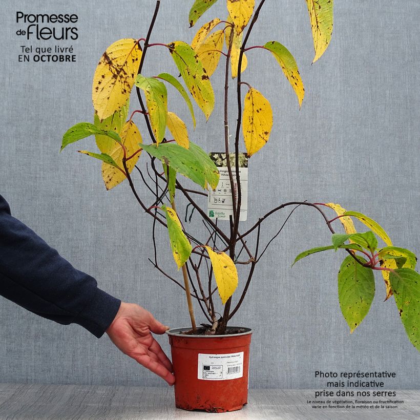 Exemplaar van Hydrangea paniculata White Moth - Hortensia Pot van 2 l/3 l zoals geleverd in de herfst