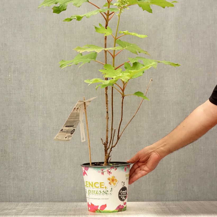 Exemplaar van Hydrangea quercifolia Applause - Eikenbladhortensia Pot van 4 l/5 l zoals geleverd in de zomer