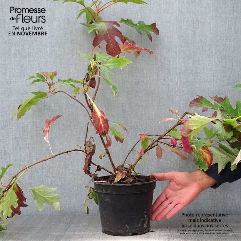 Exemplaar van Hydrangea quercifolia Ice Crystal - Eikenbladhortensia Pot van 3 l/4 l zoals geleverd in de herfst
