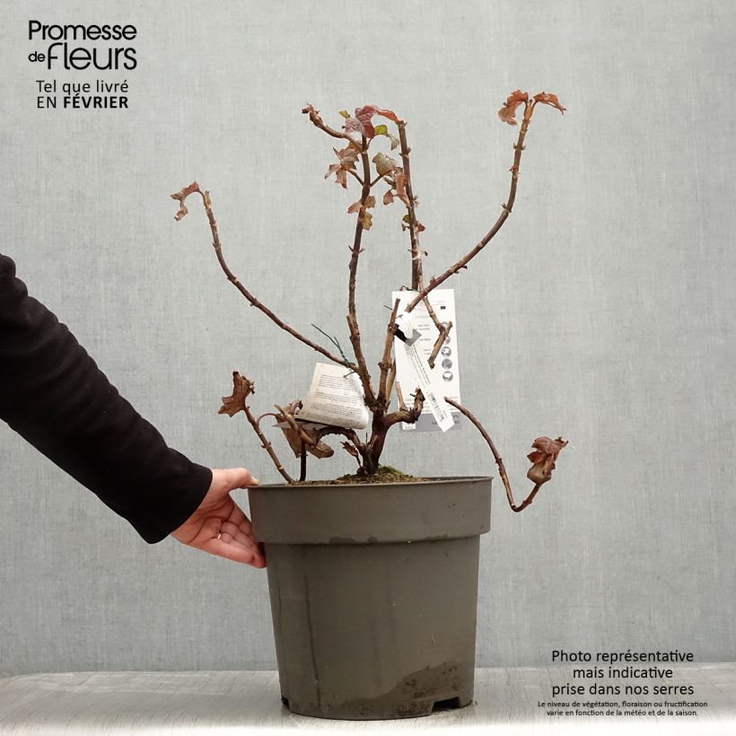 Exemplaar van Hydrangea quercifolia Ruby Slippers - Hortensia à feuilles de chêne Pot de 7,5L/10L zoals geleverd in de winter