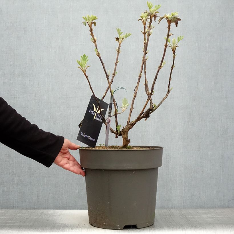 Exemplaar van Hydrangea quercifolia Ruby Slippers - Eikenbladhortensia Pot van 7,5 l/10 l zoals geleverd in de lente