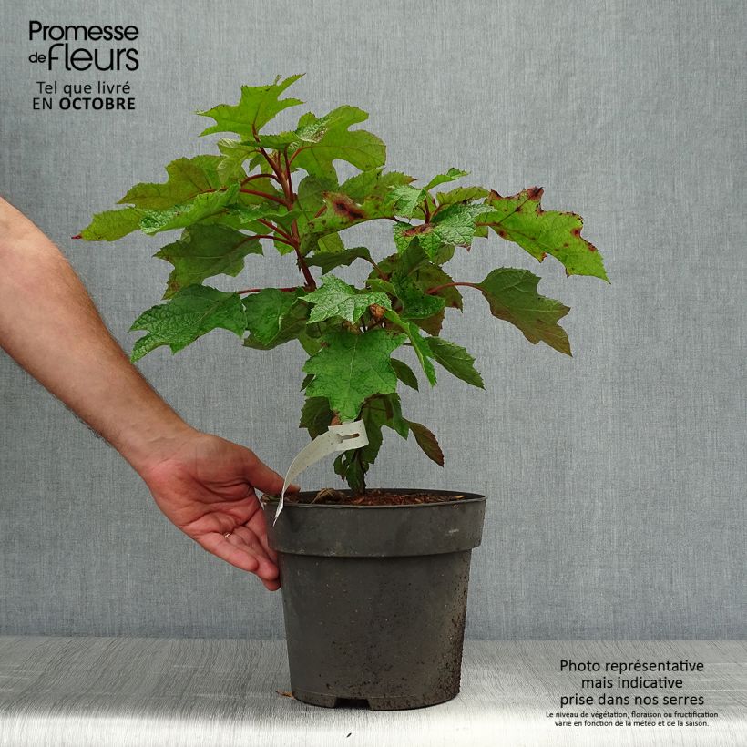 Exemplaar van Hydrangea quercifolia Ruby Slippers - Eikenbladhortensia Pot van 3 l/4 l zoals geleverd in de herfst