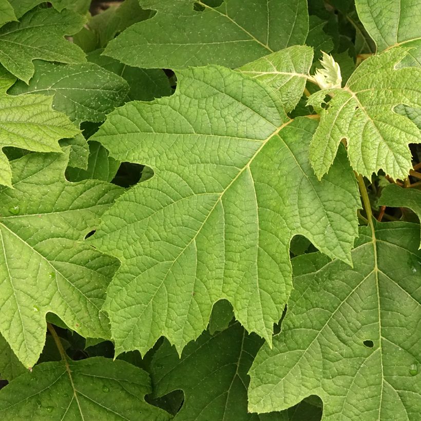Hydrangea quercifolia Snowflake - Eikenbladhortensia (Blad)