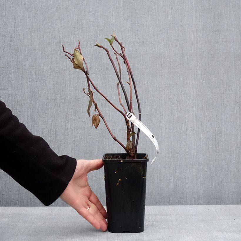 Exemplaar van Hortensia - Hydrangea Renaissance Pot de 1,5L/2L zoals geleverd in de winter