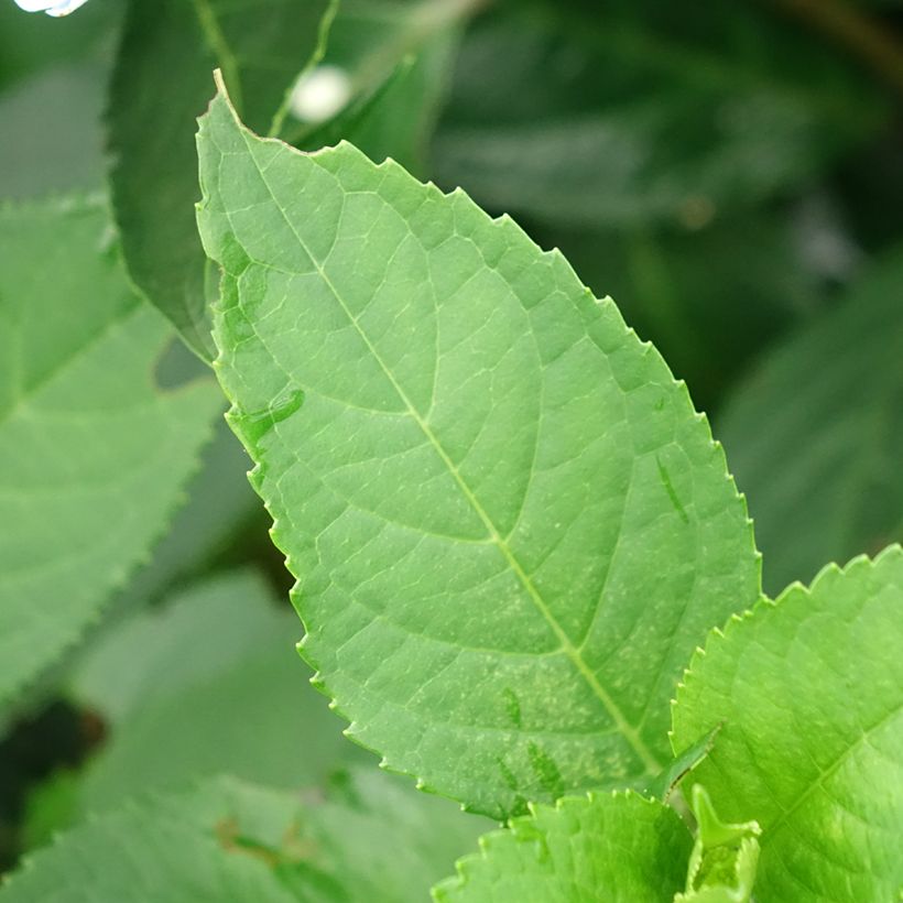 Hydrangea macrophylla Renaissance - Schermhortensia (Blad)