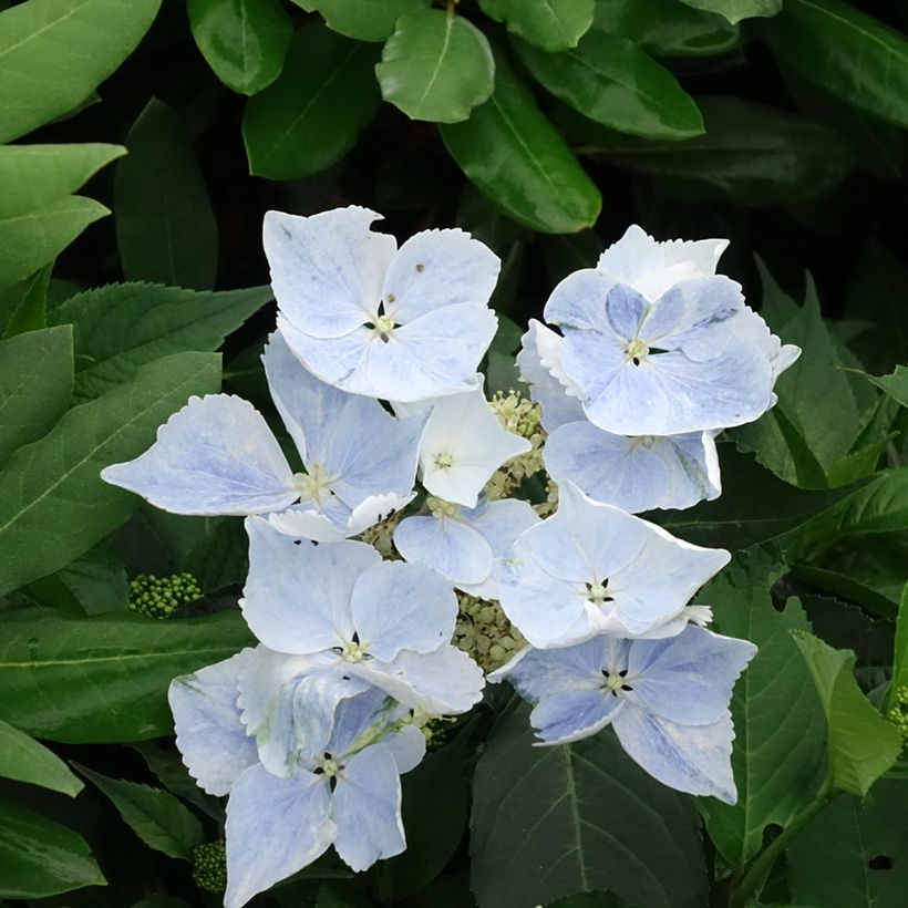 Hydrangea macrophylla Renaissance - Schermhortensia (Bloei)