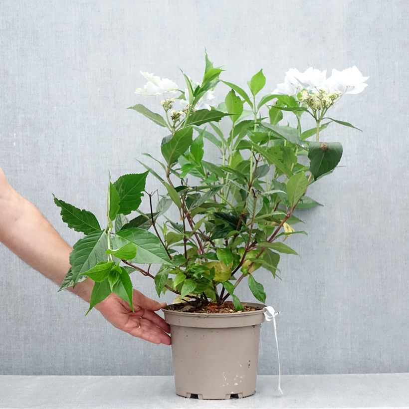 Exemplaar van Hydrangea macrophylla Renaissance - Schermhortensia Pot van 4 l/5 l zoals geleverd in de zomer