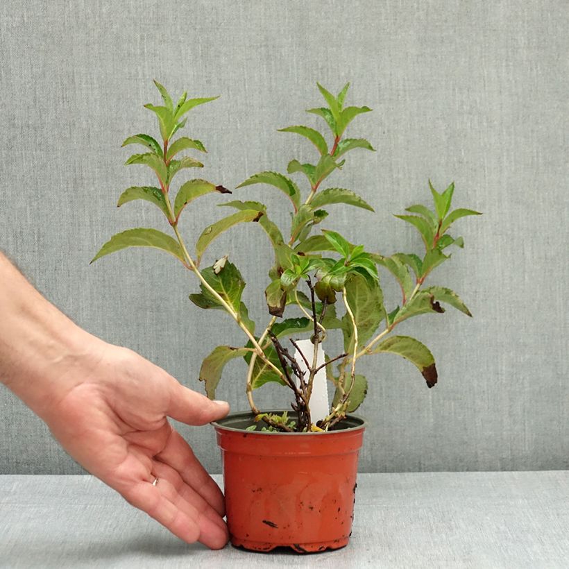 Exemplaar van Hydrangea scandens First Love - Guirlande hortensia Pot van 12 cm / 13 cm zoals geleverd in de zomer