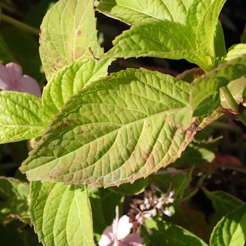 Hydrangea serrata Bleuet - Berghortensia (Blad)