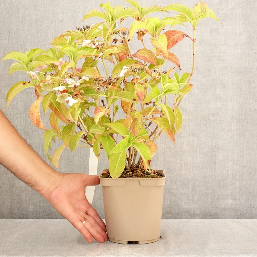 Exemplaar van Hydrangea serrata Bleuet - Berghortensia Pot van 3 l/4 l zoals geleverd in de zomer