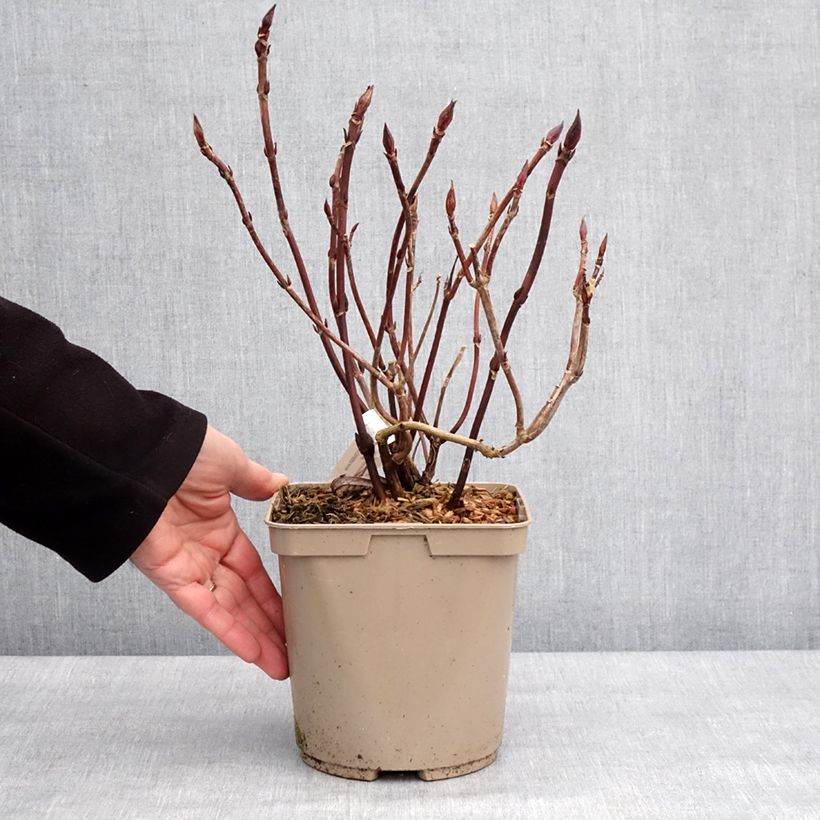 Exemplaar van Hortensia - Hydrangea serrata Bleuet Pot de 3L/4L zoals geleverd in de winter