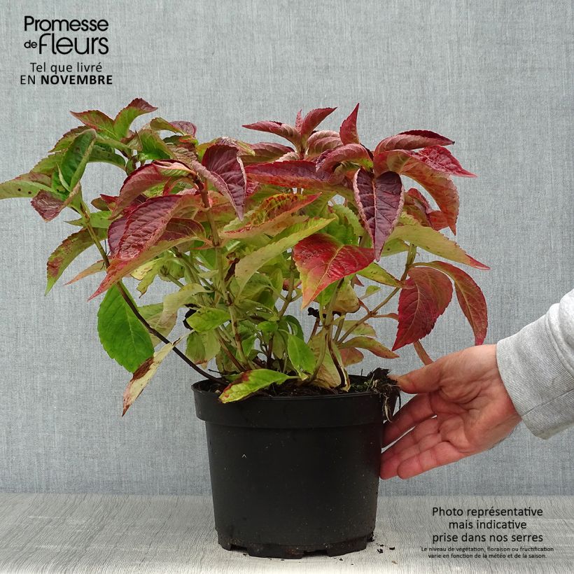 Exemplaar van Hydrangea serrata Blue Bird - Berghortensia Pot van 3 l/4 l zoals geleverd in de herfst
