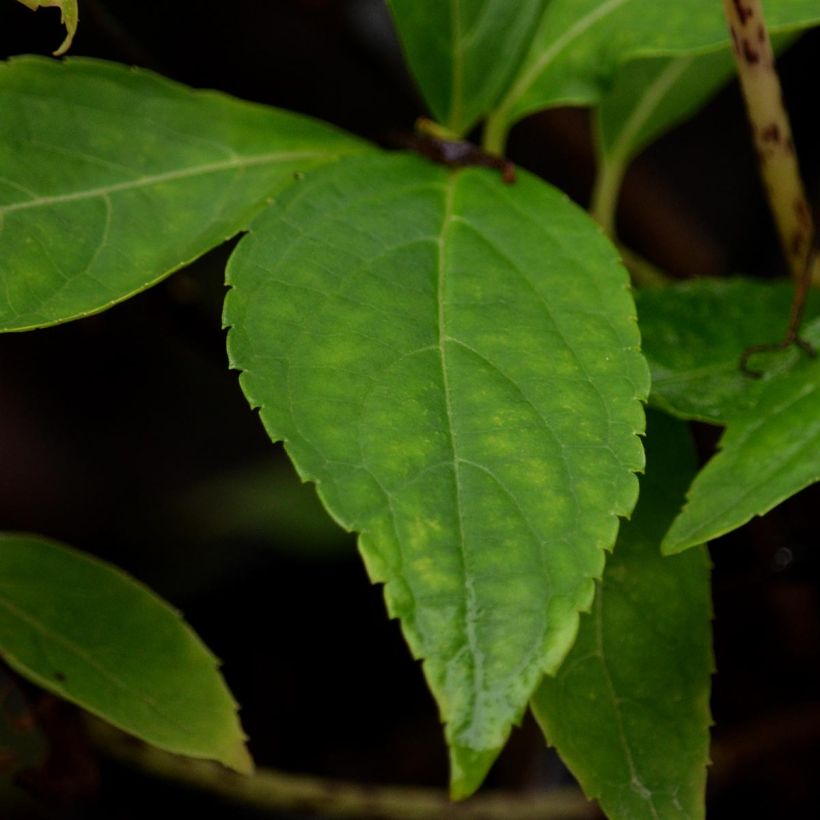 Hydrangea serrata Blue Deckle - Berghortensia (Blad)