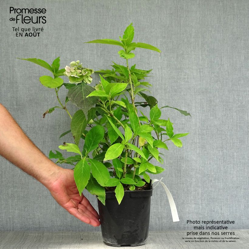 Exemplaar van Hydrangea serrata Blue Deckle - Berghortensia Pot van 2 l/3 l zoals geleverd in de zomer