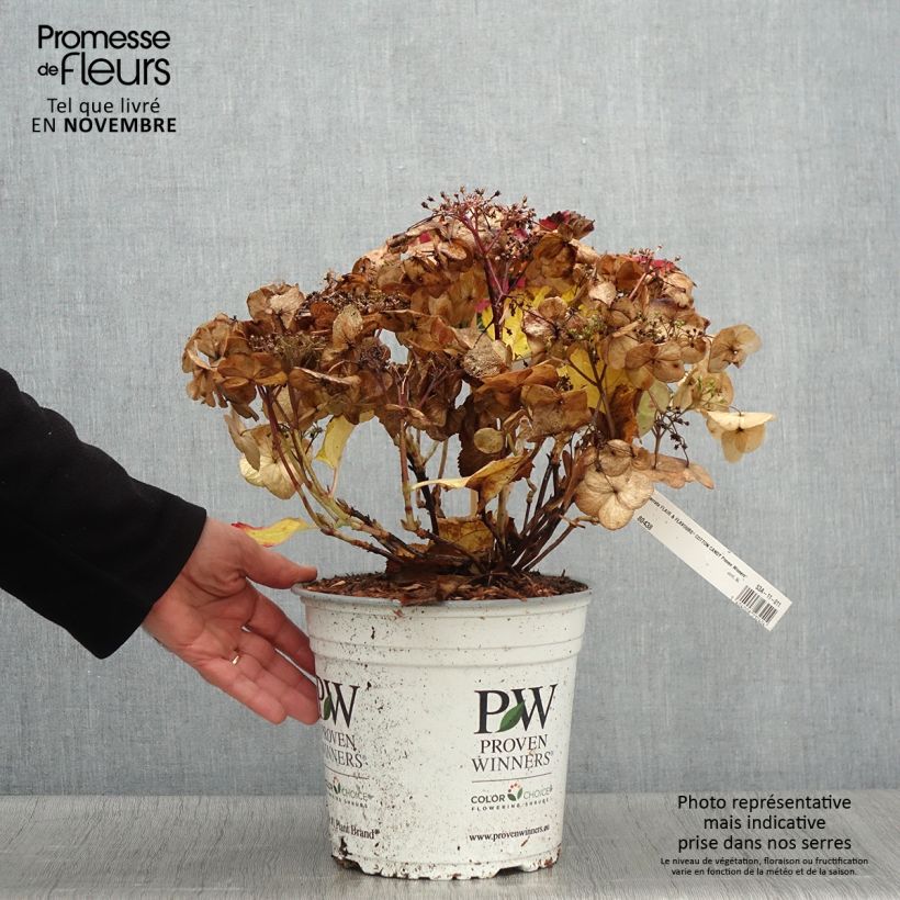 Exemplaar van Hydrangea serrata Cotton Candy - Berghortensia Pot van 4 l/5 l zoals geleverd in de herfst