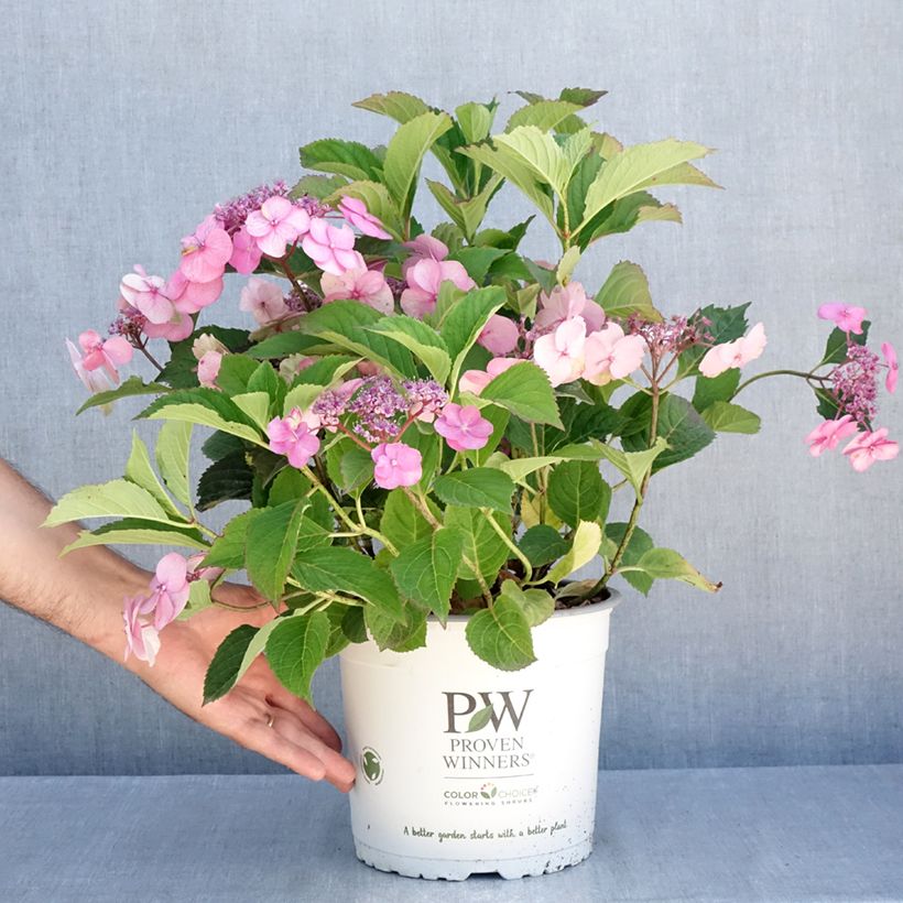 Exemplaar van Hydrangea serrata Cotton Candy - Berghortensia Pot van 4 l/5 l zoals geleverd in de zomer