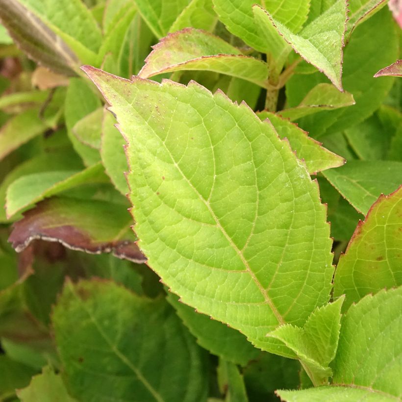 Hydrangea serrata Cotton Candy - Berghortensia (Blad)