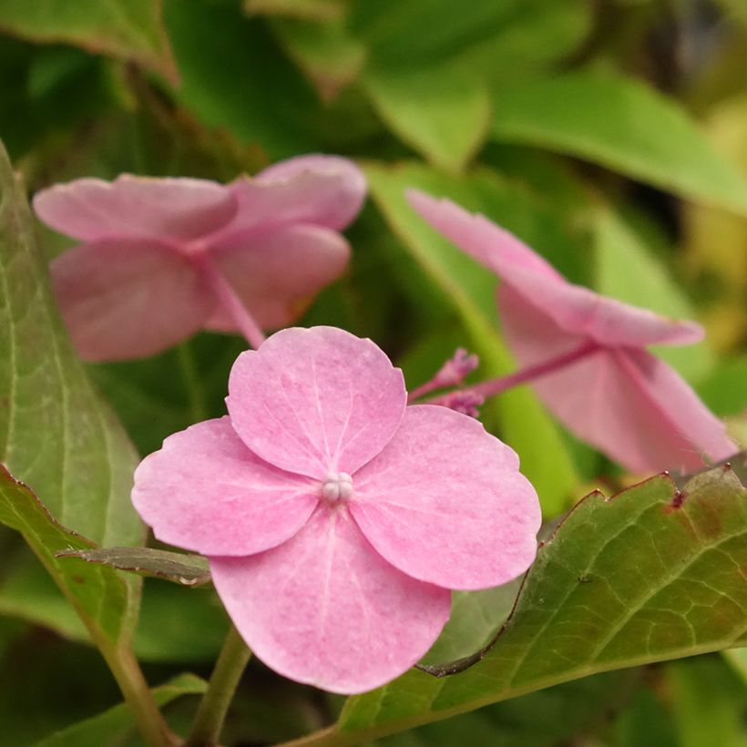 Hydrangea serrata Cotton Candy - Berghortensia (Bloei)
