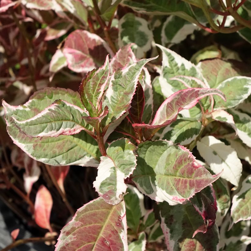 Hydrangea serrata Euphoria Pink - Berghortensia (Blad)