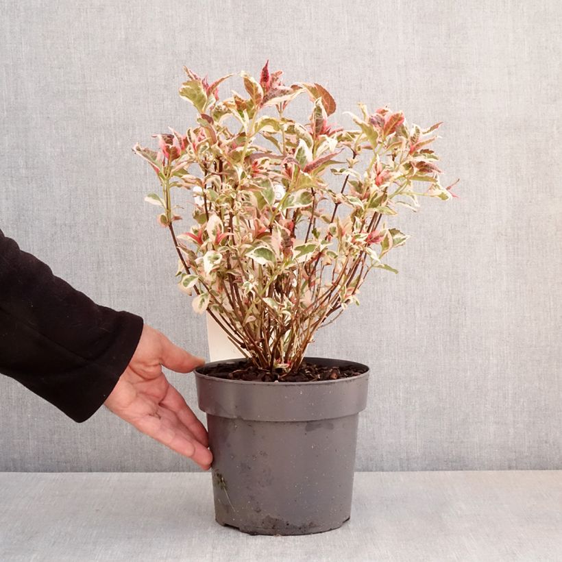 Exemplaar van Hydrangea serrata Euphoria Pink - Berghortensia Pot van 3 l/4 l zoals geleverd in de lente