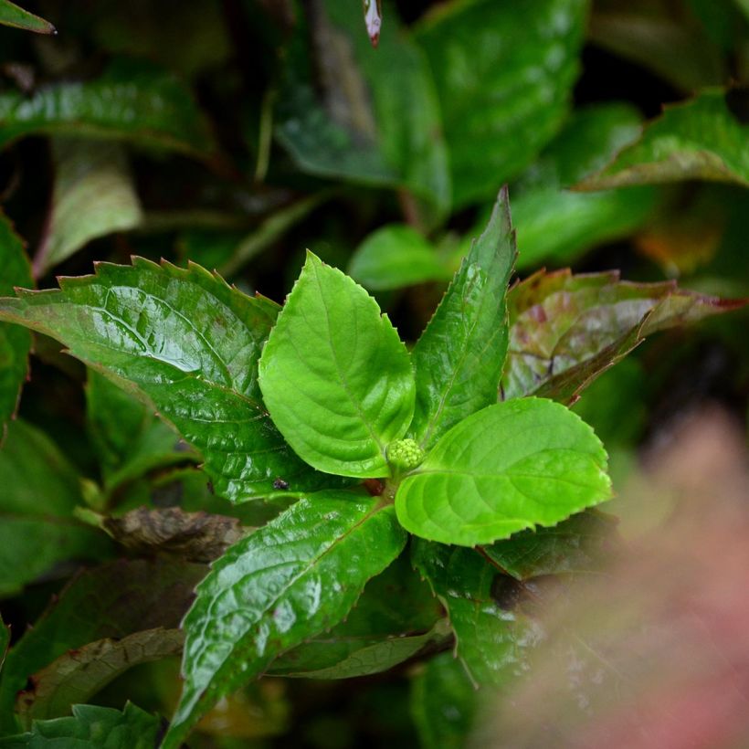 Hydrangea serrata Graciosa - Berghortensia (Blad)