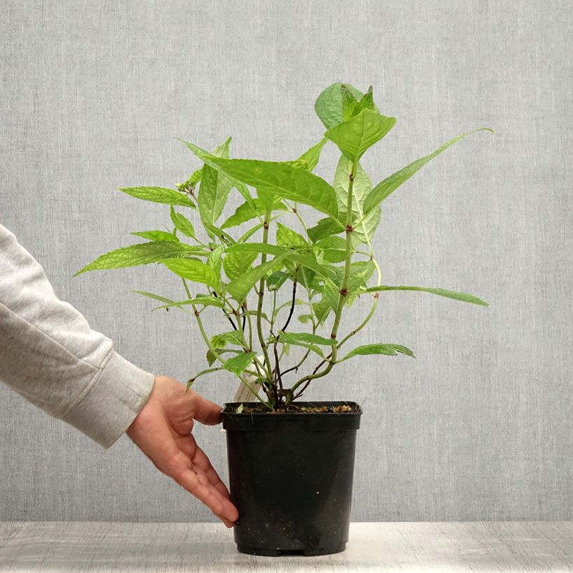 Exemplaar van Hydrangea serrata Grayswood - Berghortensia Pot van 2 l/3 l zoals geleverd in de zomer