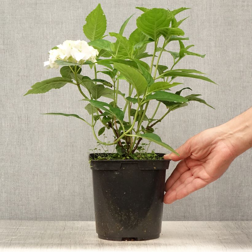 Exemplaar van Hydrangea serrata Impératrice Eugénie - Bolhortensia Pot van 2 l/3 l zoals geleverd in de zomer