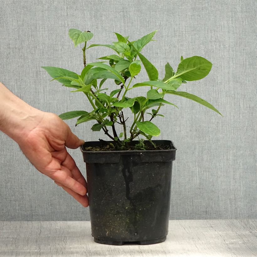 Exemplaar van Hydrangea serrata Impératrice Eugénie - Bolhortensia Pot van 2 l/3 l zoals geleverd in de lente