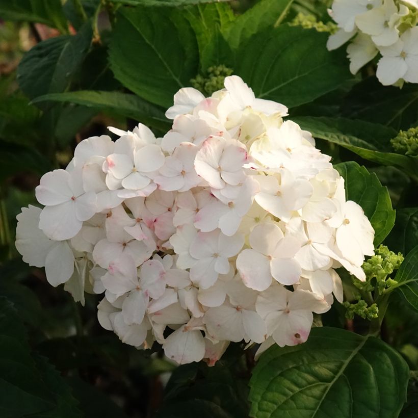 Hydrangea serrata Impératrice Eugénie - Bolhortensia (Bloei)