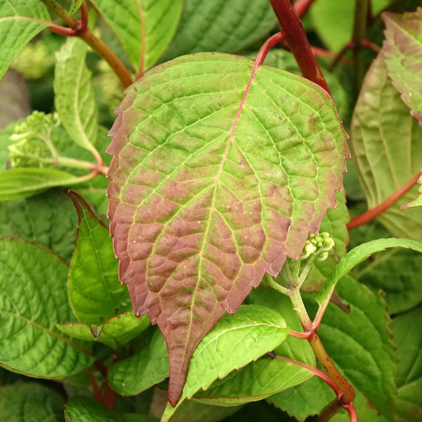 Hydrangea serrata Klaveren - Berghortensia (Blad)