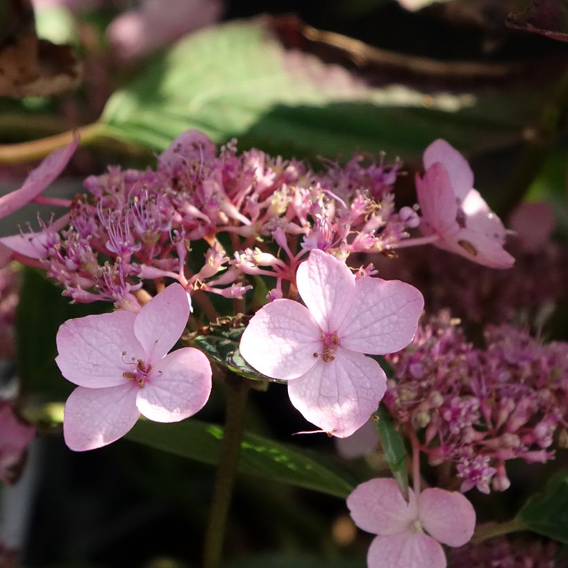 Hydrangea serrata Koreana - Berghortensia (Bloei)