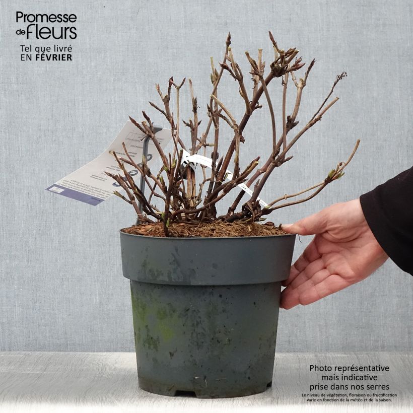 Exemplaar van Hortensia - Hydrangea serrata Koreana Pot de 6L/7L zoals geleverd in de winter