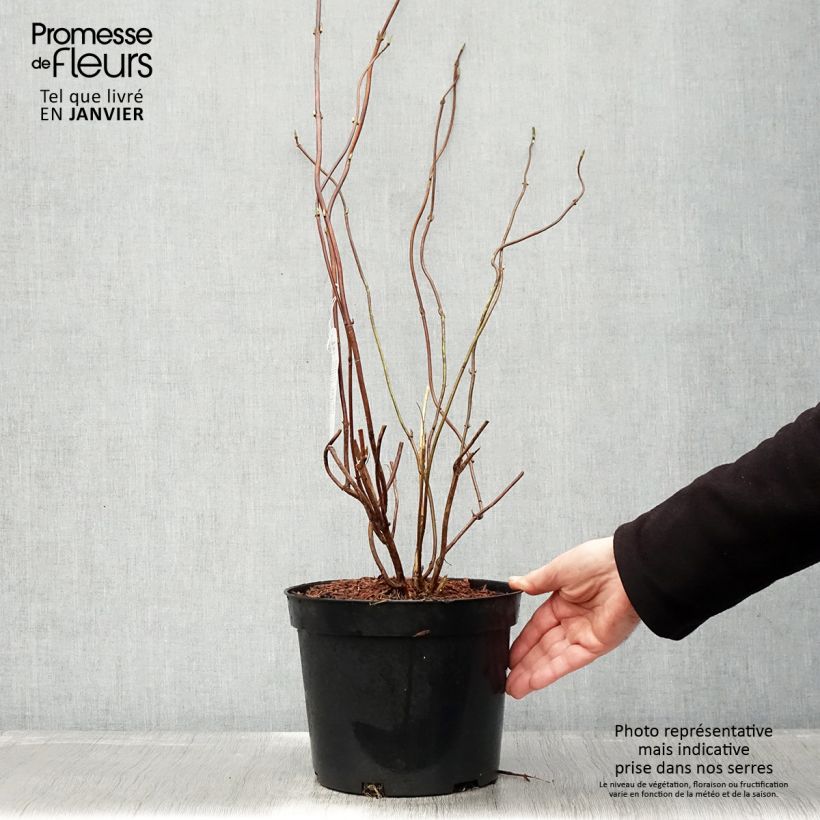 Exemplaar van Hydrangea serrata Oamacha - Berghortensia Pot van 2 l/3 l zoals geleverd in de winter