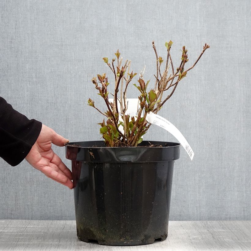 Exemplaar van Hydrangea serrata Precioza - Berghortensia Pot van 7,5 l/10 l zoals geleverd in de lente