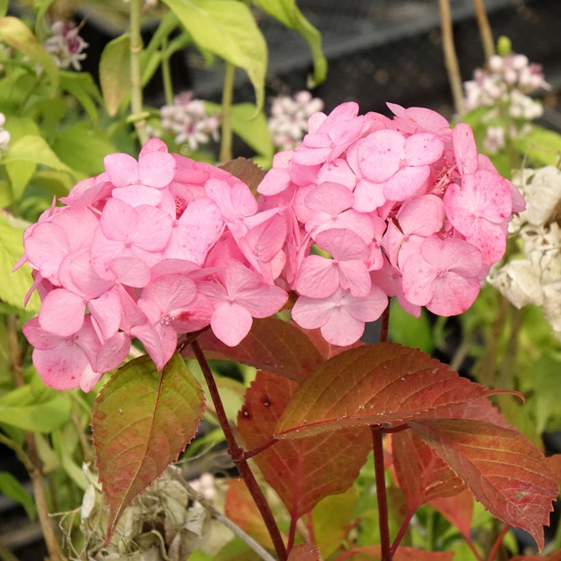 Hydrangea serrata Precioza - Berghortensia (Bloei)