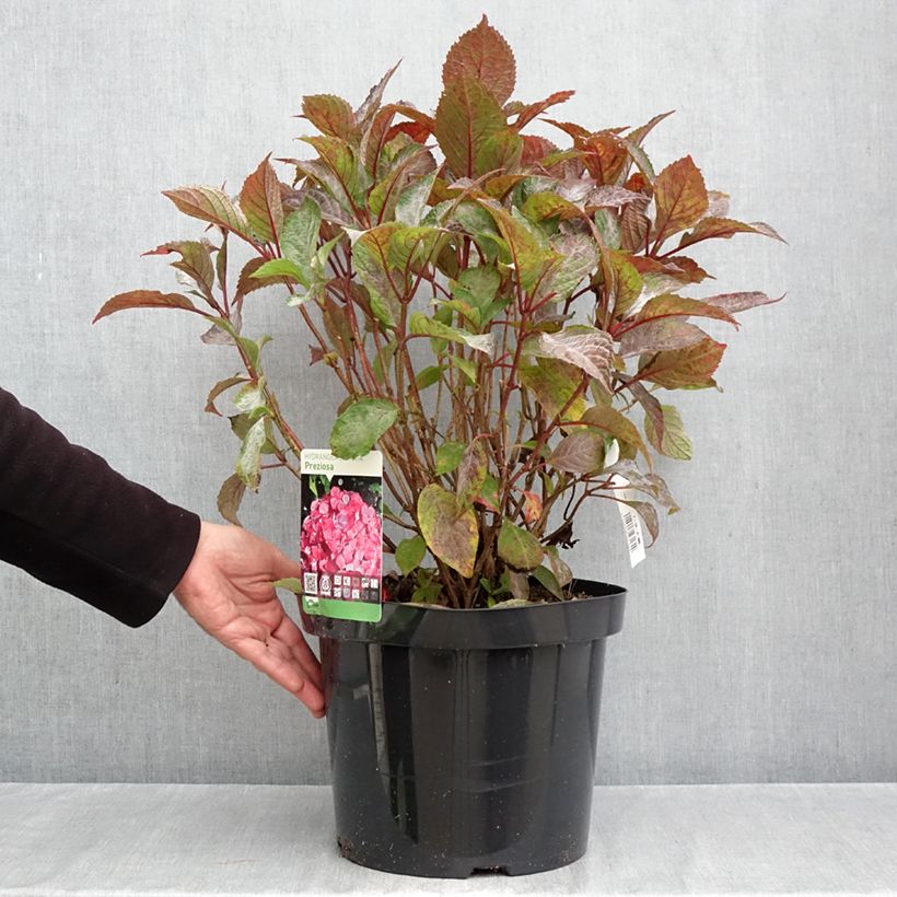 Exemplaar van Hydrangea serrata Precioza - Berghortensia Pot van 7,5 l/10 l zoals geleverd in de herfst