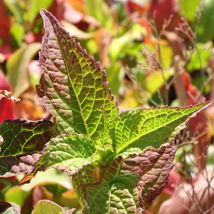 Hydrangea serrata Summer Glow - Berghortensia (Blad)