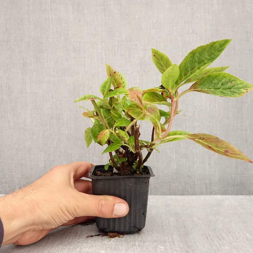 Exemplaar van Hydrangea serrata Summer Glow - Berghortensia Kweekpotje van 8/9 cm zoals geleverd in de herfst