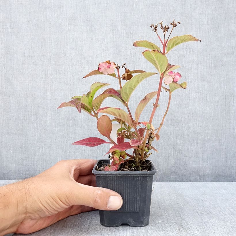 Exemplaar van Hydrangea serrata Summer Glow - Berghortensia Kweekpotje van 8/9 cm zoals geleverd in de zomer