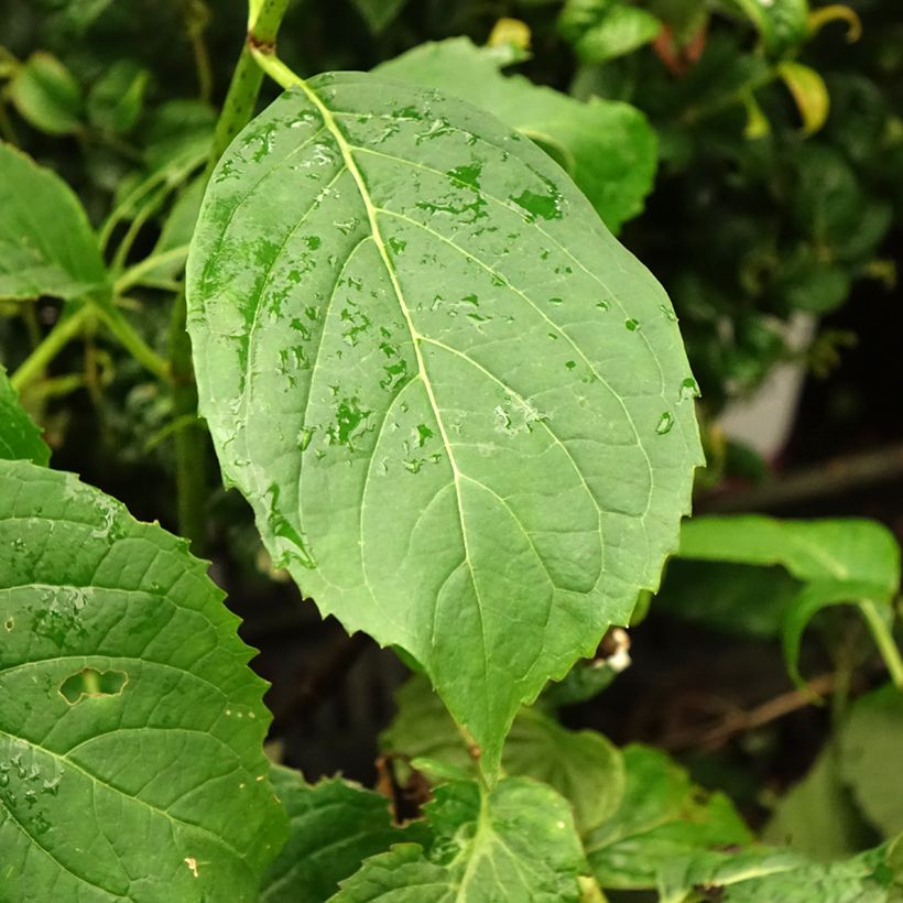 Hydrangea serrata Vicomte de Kerlot - Berghortensia (Blad)
