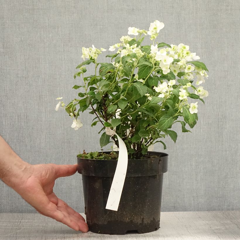 Exemplaar van Hydrangea serrata White on White - Bolhortensia Pot van 3 l/4 l zoals geleverd in de zomer