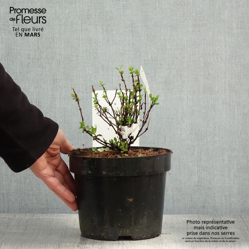 Exemplaar van Hydrangea serrata White on White - Bolhortensia Pot van 3 l/4 l zoals geleverd in de lente